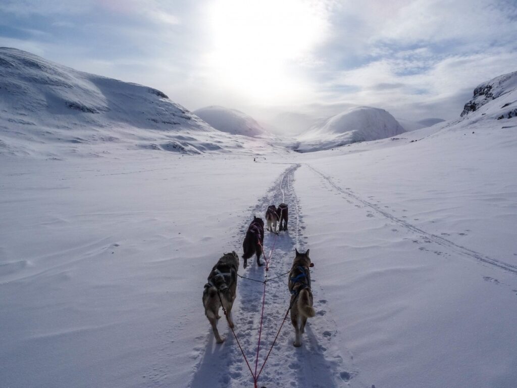 Musher Car Snow Socks Size 11. Compatible with French Mountain law