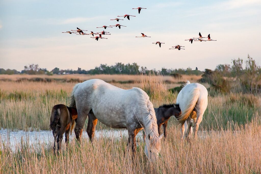 THE CAMARGUE